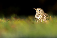 Mistle Thrush , Tockington, December 2022