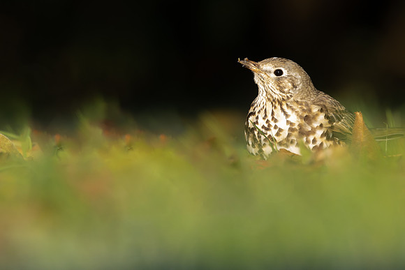 Mistle Thrush , Tockington, December 2022