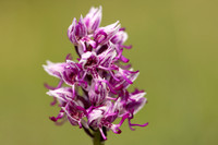 British Orchids