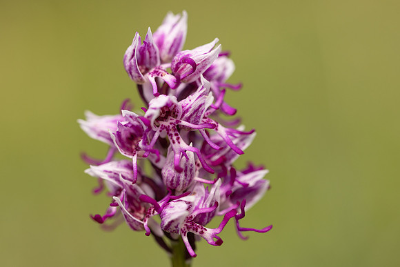 Monkey Orchid, Kent, May 2024