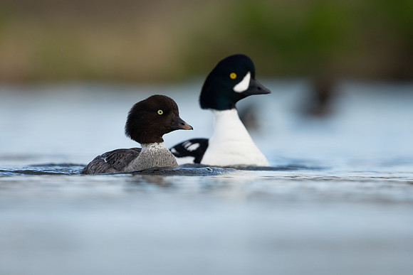 Barrows Goldeneye, River Laxa, Iceland, June 2022