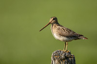 Common Snipe, Blondus,  Iceland, June 2022