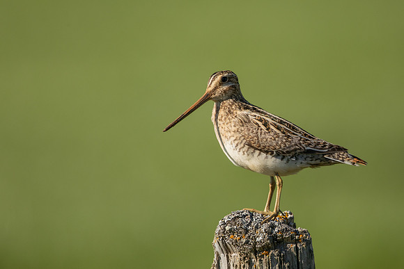 Common Snipe, Blondus,  Iceland, June 2022