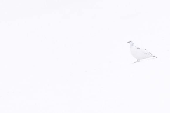 Ptarmigan, Cairngorms, February 2024