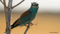 Roller, Larnaca Sewage works 2014