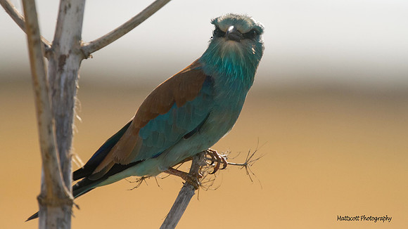 Roller, Larnaca Sewage works 2014