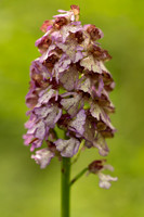 Lady Orchid, Yockletts Bank, May 2024