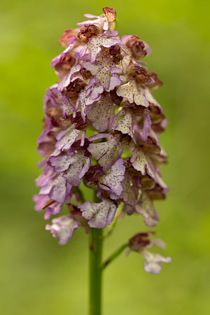 Lady Orchid, Yockletts Bank, May 2024