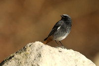 Black Redstart, Seaton, January 2020