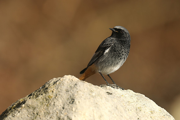 Black Redstart, Seaton, January 2020