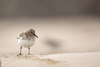 Sanderling, Raufarhofn, Iceland, June 2022