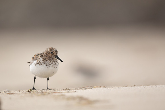 Sanderling, Raufarhofn, Iceland, June 2022