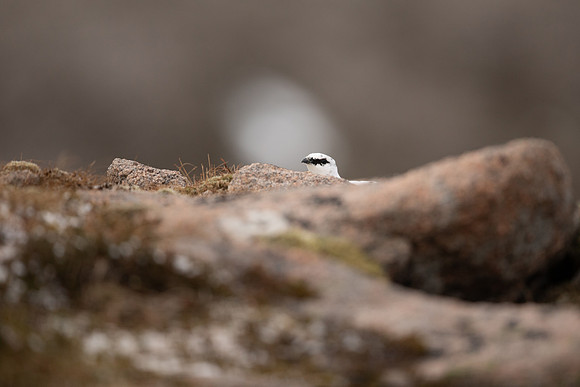 Ptarmigan, Cairngorms, January 2022