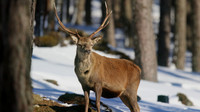 Red Deer, Cairngorms, February 2015