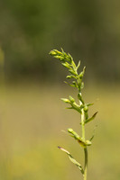 Green-flowered Helleborine, Cotswolds, July 2024