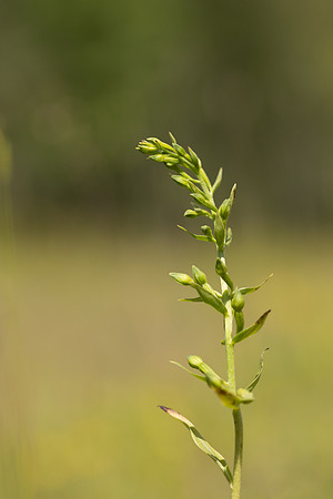 Green-flowered Helleborine, Cotswolds, July 2024