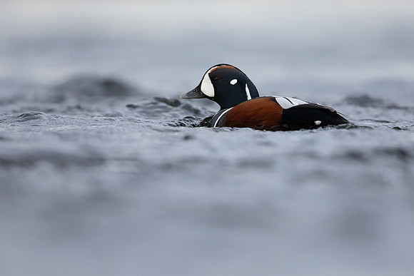 Harlequin Duck,  River Laxa, Iceland, May 2022