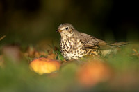 Mistle Thrush , Tockington, December 2022