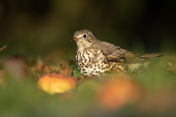Mistle Thrush , Tockington, December 2022
