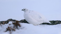 Ptarmigan, Cairngorms, Feb 2015