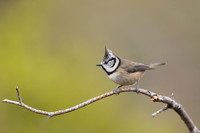 Crested Tit, Loch Morclich, February 2024