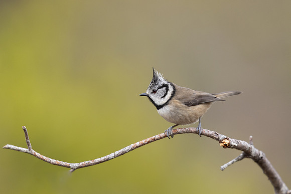 Crested Tit, Loch Morclich, February 2024