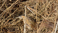 Bittern, Slimbridge 2012