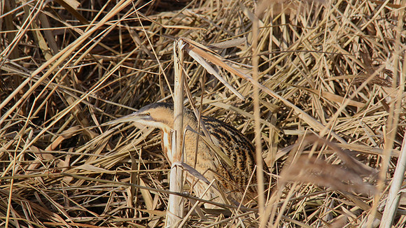 Bittern, Slimbridge 2012