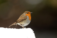 Robin, Little Avon, December 2022