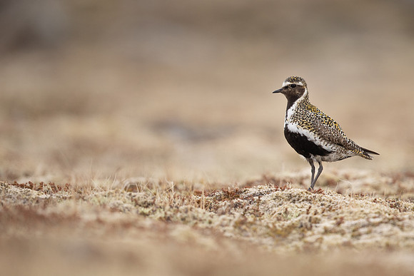 Golden Plover, Raufarhofn, Iceland, June 2022