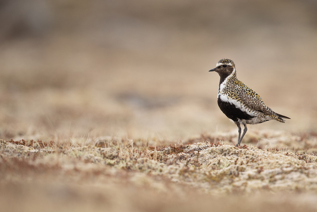 Golden Plover, Raufarhofn, Iceland, June 2022