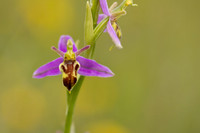Wasp Orchid, Cleeve Common, June 2024