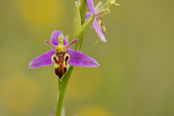 Wasp Orchid, Cleeve Common, June 2024