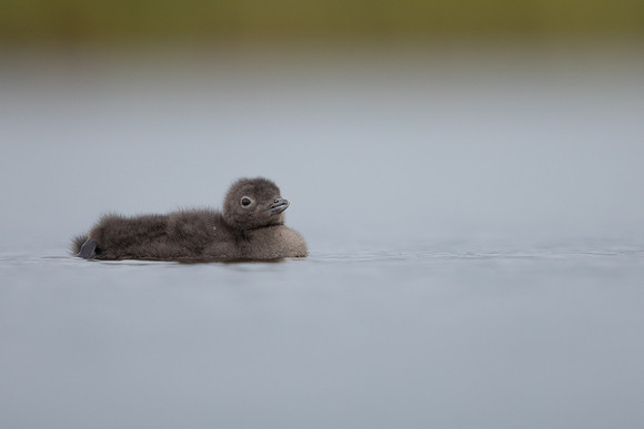 Red-throated Diver, Floi, Iceland, June 2022