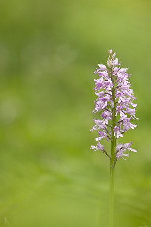 Miltary Orchid, Berkshire, May 2024