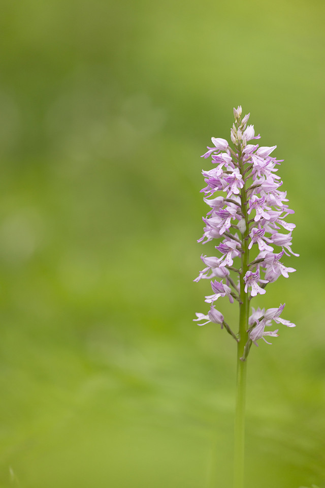 Miltary Orchid, Berkshire, May 2024