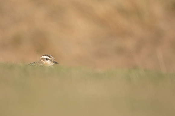 Dotterel, Cleeve Common, September 2022