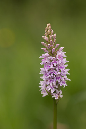 Common Spotted-orchid Orchid, Rudge Hill, June 2024