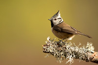 Crested Tit, Loch Morclich, February 2023