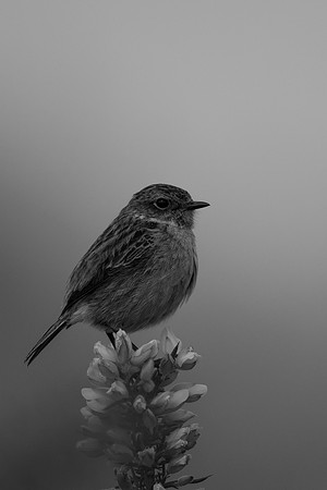 Stonechat, New Forest, April 2021