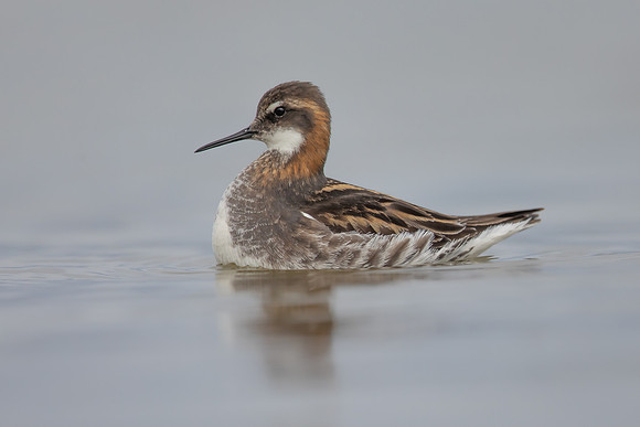 Red-necked Phalarope, River Laxa,  Iceland, June 2022