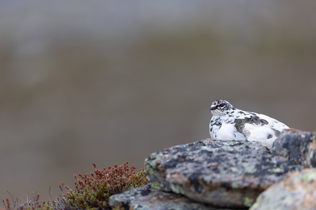 Ptarmigan, Mount Alias, Finland, June 2025
