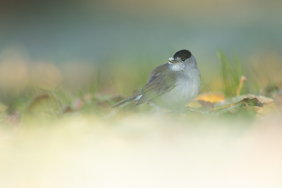 Blackcap, Tockington, December 2022