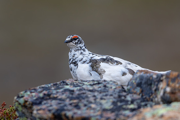 Ptarmigan, Mount Alias, Finland, June 2025
