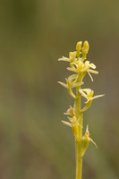 Fen Orchid, Kenfig, June 2024