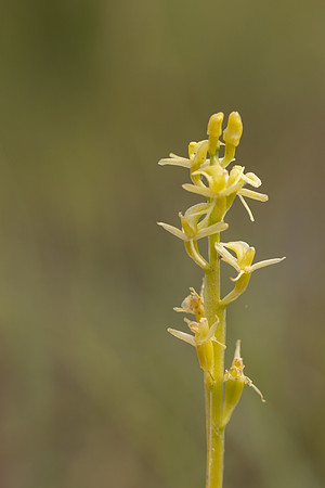 Fen Orchid, Kenfig, June 2024