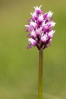 Monkey Orchid, Kent, May 2024