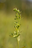 Green-flowered Helleborine, Cotswolds, July 2024