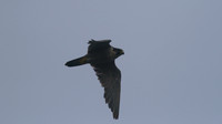 Peregrine Falcon, Pembrokeshire August 2014