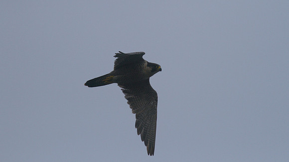 Peregrine Falcon, Pembrokeshire August 2014